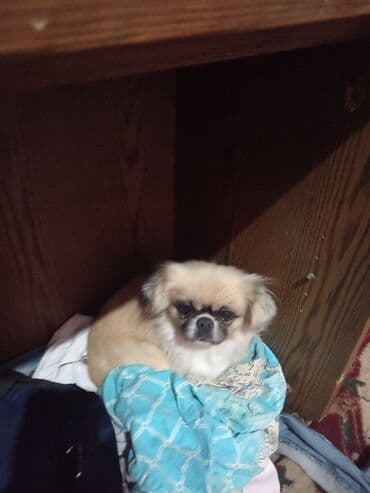 котята в баку бесплатно 2020: Пекинес, Самка, С прививками — 4