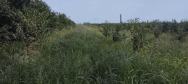 ev ve torpaq: 44 sot, Kənd təsərrüfatı, Mülkiyyətçi, Kupça (Çıxarış) — 9