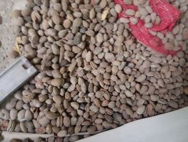 Yarmalar və paxlalar: 2 tona yaxın badam var kilosu 2 manat toplu alana endirim olunacaq — 2