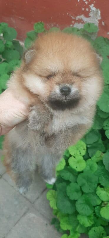 pulsuz heyvanlar verilir: Şpitz, 1 ay, Dişi — 5