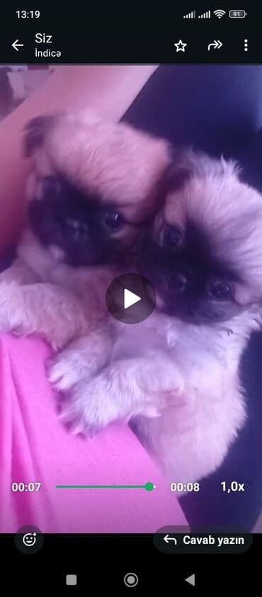 Pekines, 1 ay, Peyvəndli