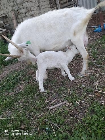 bala haski: Sanen Südlük keçi – bala ilə birlikdə - Cins: ağ südlük keçi Saanen — 10