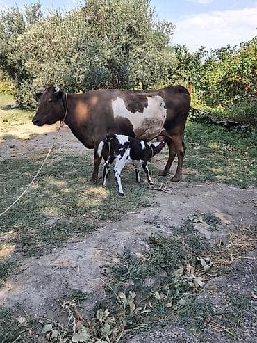 toyuq ucuz qiymete: Dişi, Simental, il: 8, Südlük, Ünvandan götürmə — 4