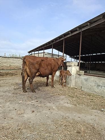 ucuz inek: 25 litir sud verir 4cu qarni erkey balasi var 12 gundu dogub — 2