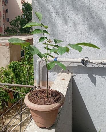 uzum tingləri: Qoz ağacı Ukrayna sortudur, nazikqabıqdır, içi çox asan çıxır. İlin — 1