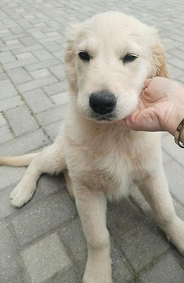 it yemi satilir: Qızılı Retriver – səmimi və mehriban ailə iti - Cins: Golden — 1