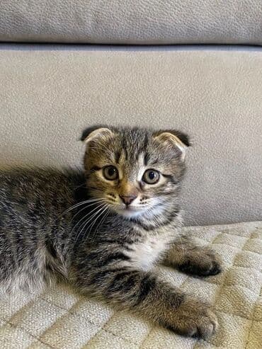 itler ucun qurd dermani: Şotland, Dişi, Yaxşı əllərə, Ünvandan götürmə — 1