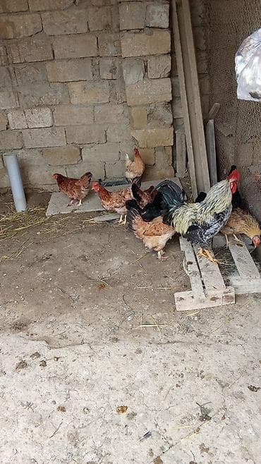 toyuqlar satilir: Salam Toyuqlar 1ilik yumurtdayan toyuqlardi 10 Toyuq 1Xoruzdu toyuqlar — 3