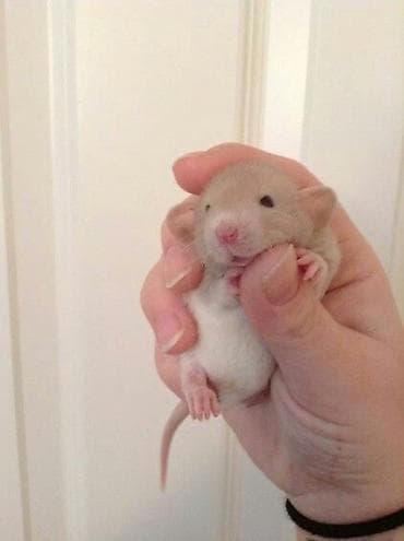 Ev heyvanı – əhli laboratoriya siçanı (rat) - Rənglər: ağ qırmızı