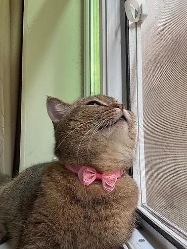 pişik tasması: Məhsul: Pişik şotlantdi — 2