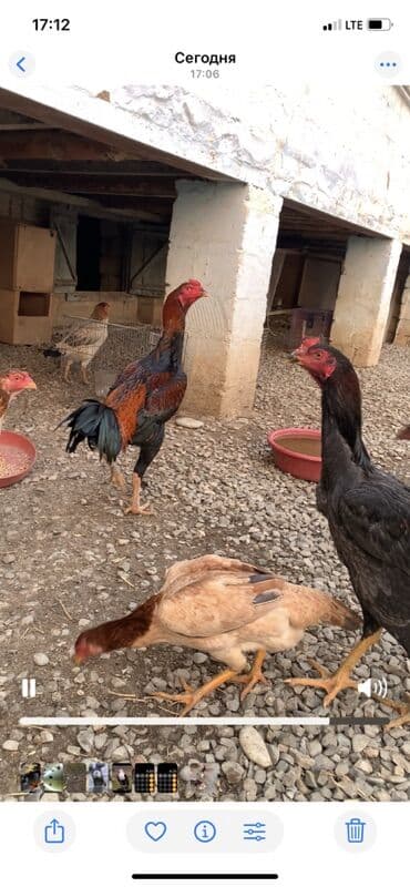 coban it adlari: Məhsul: Uzunboyun yerli döyüş tipli toyuqlar (xoruz və cücələr) — 1