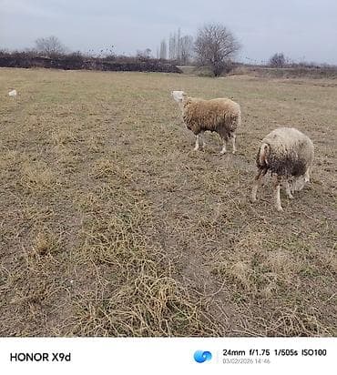 ev heyvanları satışı: 6 Ədəd Tam Sağlam Heyvan satilir 1ədəd Doğmamis Toğlu 1 ədəd 2ci — 3