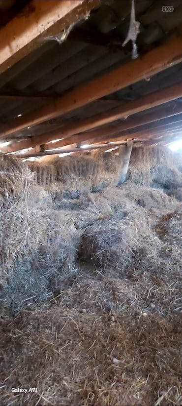 Məhsul: Quru ot (saman) Təsvir: - Tövlə/ambar şəraitində yığılmış