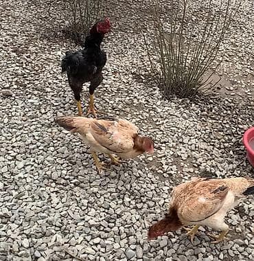 Куриные цыплята, Для разведения — 2