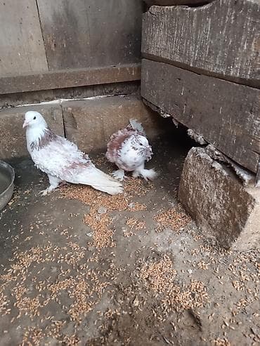 danışan tutuquşu satışı: Frillback (bükülü tüklü) göyərçinlər – dekorativ cins - Rəng: ağ və — 4