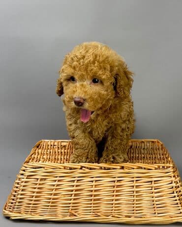 хочу купить маленькую собачку: Пудель — 8