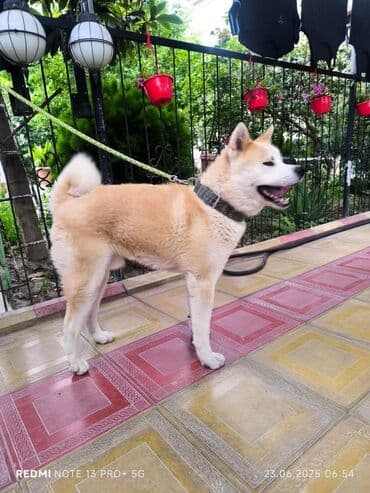 it adları erkək: Akita-inu, 1 il, Erkek — 1
