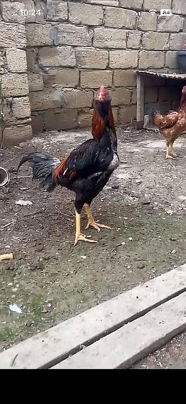 Попугаи: Heyratı xoruzu satılır 9 aylıq 80 manata Real alıcılar əlagə — 1