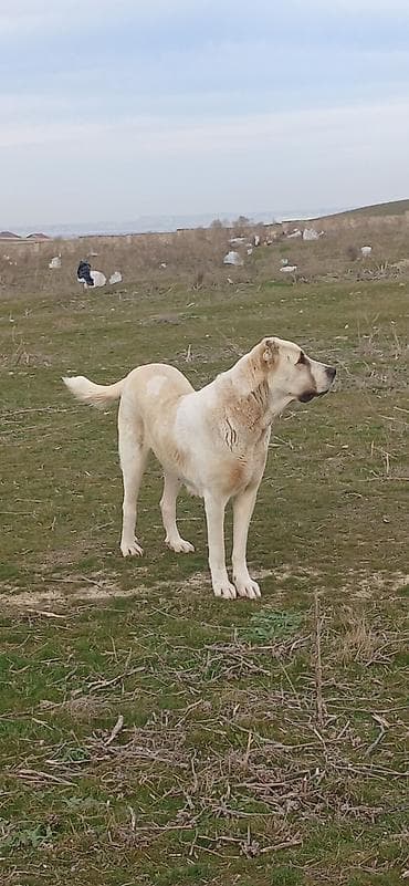 tap az pitbull: Qurdbasar, 2 il, Dişi, Peyvəndli, Ödənişli çatdırılma — 8