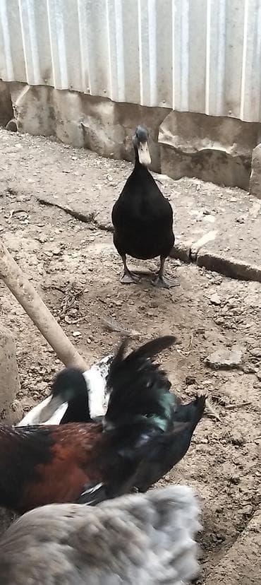 lal ordek satilir: Putun növ heyvanların satışı var size ne cür heyvan lazimdasa bize — 7