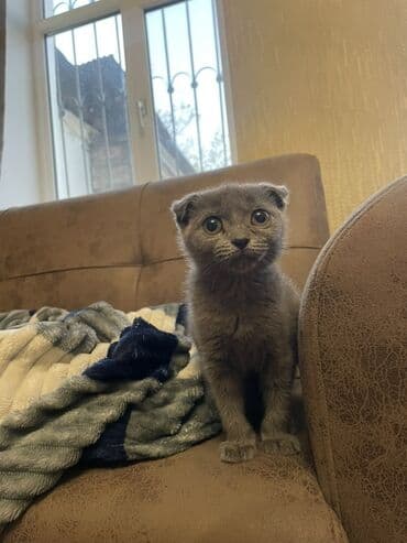 pişik şəkilləri: Şotland yastı qulaq, Dişi, Yaxşı əllərə, Pulsuz çatdırılma — 1