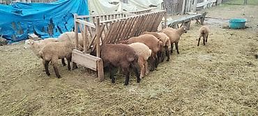 Qoyun-quzu sürüsü satılır - Cins: yerli ətlik istiqamətli - Tərkib