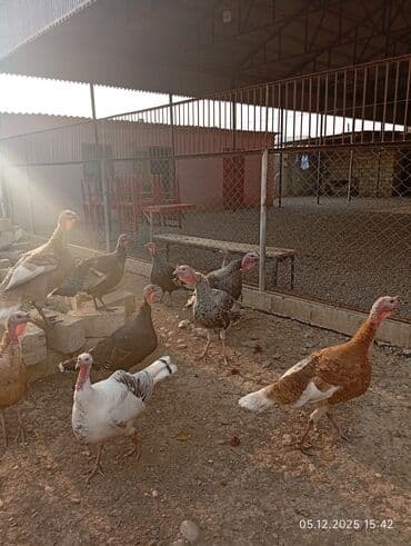 Pişiklər: Erkək, Damazlıq — 2