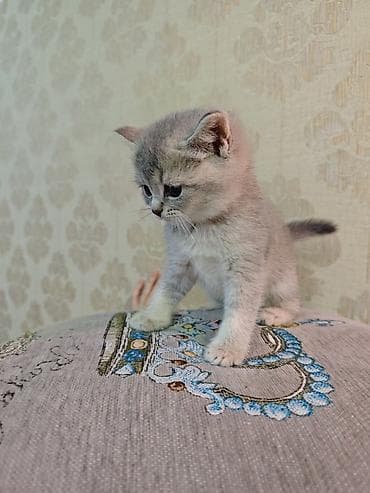 kanqal satilir: Erkək, Dişi — 4