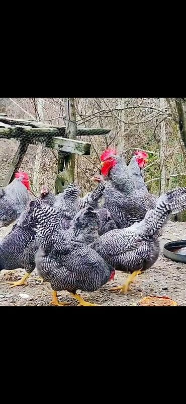 Digər heyvanlar: Toyuq, Damazlıq — 5