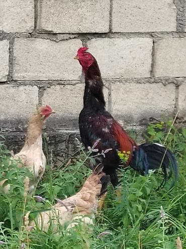 Satılır: kənd toyuğu xoruzu - Cins tipi: uzunboyun, sərt bədən