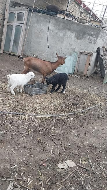 keci hələb: Satılır: keçi ailəsi südlük alpin2ci qarın,lt yarım sud — 2
