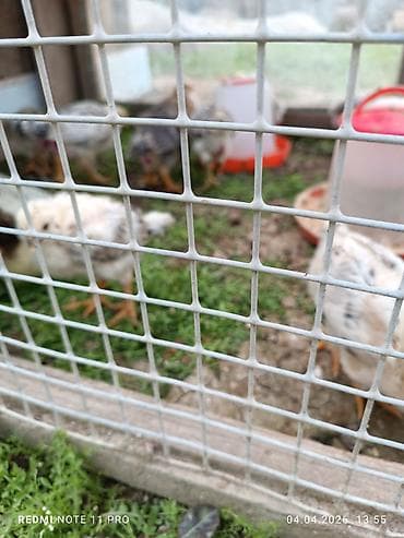 itlerin satisi 2018: Toyuq cücələri, Ətlik, Ünvandan götürmə — 8