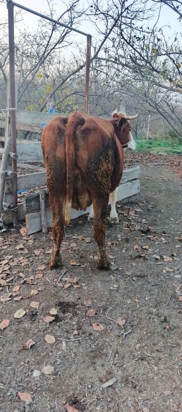 qaz balalari satilir: İki aylig boqazdi yoxlanib . Sudu hal hazirda 18 20 litr. Teze doğanda — 3