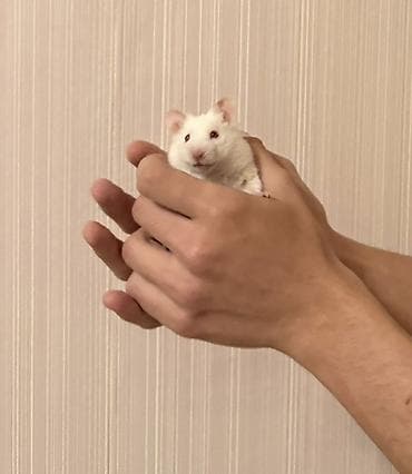 etibarli ellere it: Ağ rəngli hamster Barter olunur - Növ: dekorativ hamster (ağ tüklü — 3