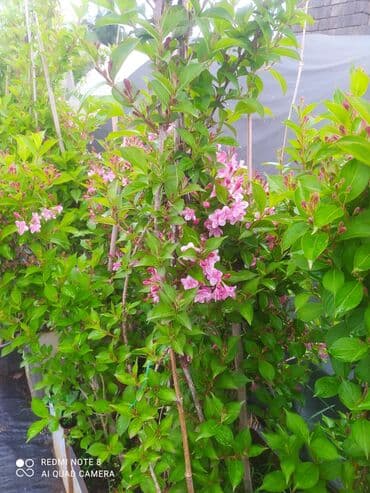 саженцы малины тарус: Qazon landşaft #qazon #torf #torf250litrlik Ekolayf #ekolayf balaken — 4