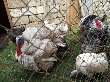 hinduşka əti qiyməti: Самка, Для разведения, Самовывоз, Бесплатная доставка, Платная доставка — 5