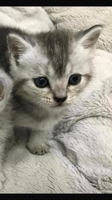 pisik cutlesdirme: Britan — 5