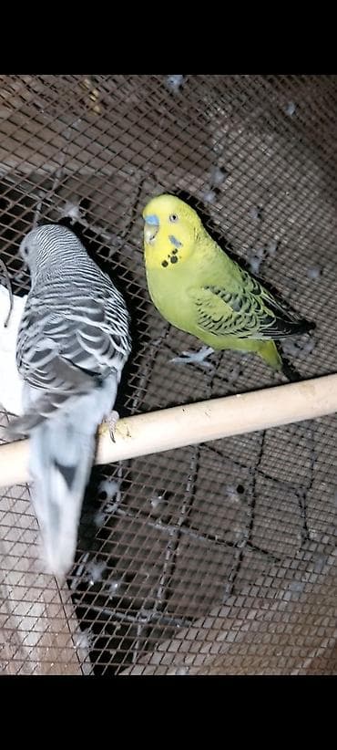 tutuquş: Salam quslar saglam quslardi 2 eded hazir cut olan korella qusu ve 4 — 6
