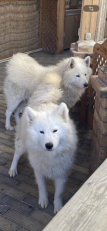 canavara oxsayan it: Samoyed, Pulsuz çatdırılma — 3