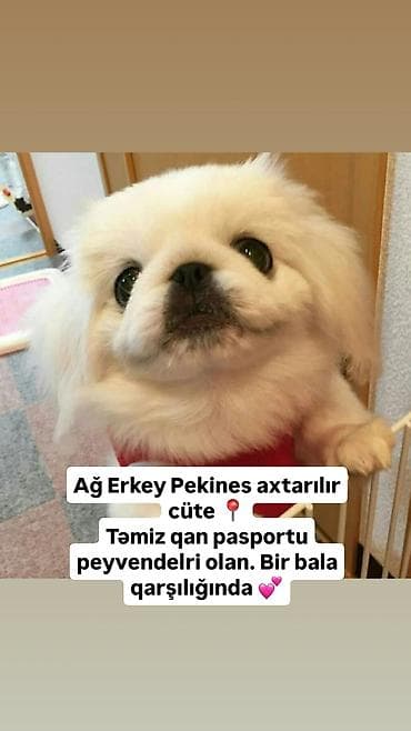 Pekines, Erkek, Cütləşmə üçün