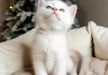 coban it adlari: Məhsul: Ağ tüklü balaca pişik (mavi gözlü) Təsvir: - Yumşaq, sıx — 2