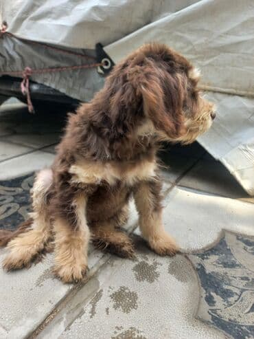 şirin it sekilleri: 2 ay, Erkek, Ünvandan götürmə — 6