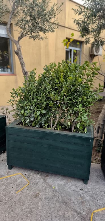 toyuq təmizləmə aparatı: Salam, hazır restoran kafelər üçün yeni, dəmir profillərdən və şüşəli — 1