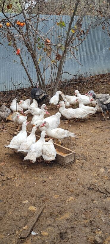hələb keçisi satılır: 20 ədəd Ag lal (muskovu ) ördəklər .6 aylıg tam təbii şəraitdə — 3