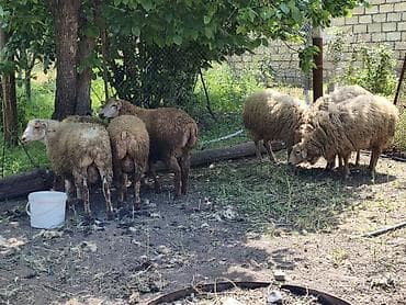 quzu: Erkək Qurbanlıq quzular satılır diri çəkisi 10manat 50qəpikdən qiyməti — 4