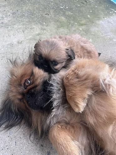 hamster satisi: Pekines — 5