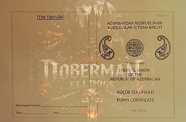 avcarka balaları: Doberman, 3 ay, Dişi, Peyvəndli — 5