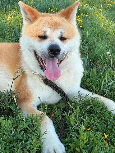 İtlər: Akita-inu, 3 il, Erkek, Cütləşmə üçün — 3