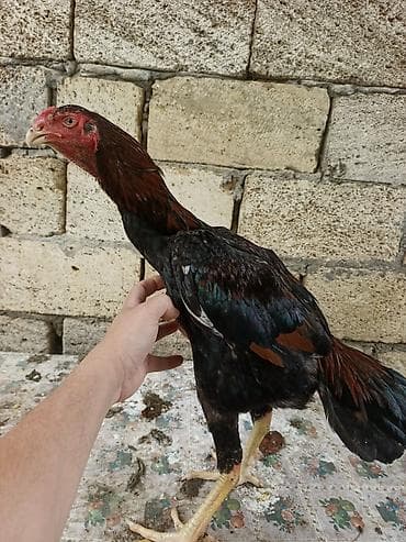 dağ toyuğu: Toyuq cücələri, Damazlıq, Ünvandan götürmə, Ödənişli çatdırılma — 5