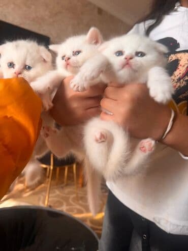 Britan yastı qulaq, Erkək, Dişi, Yaxşı əllərə, Ünvandan götürmə, Pulsuz çatdırılma, Ödənişli çatdırılma lalafo.az -da Britan yastı qulaq, Erkək, Dişi, Yaxşı əllərə, Ünvandan götürmə, Pulsuz çatdırılma, Ödənişli çatdırılma